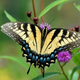 Image for article titled This tiny robotic butterfly is helping to reinvent the airplane